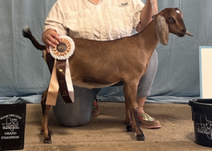 Junior Champion Doe MDGA Jupiter