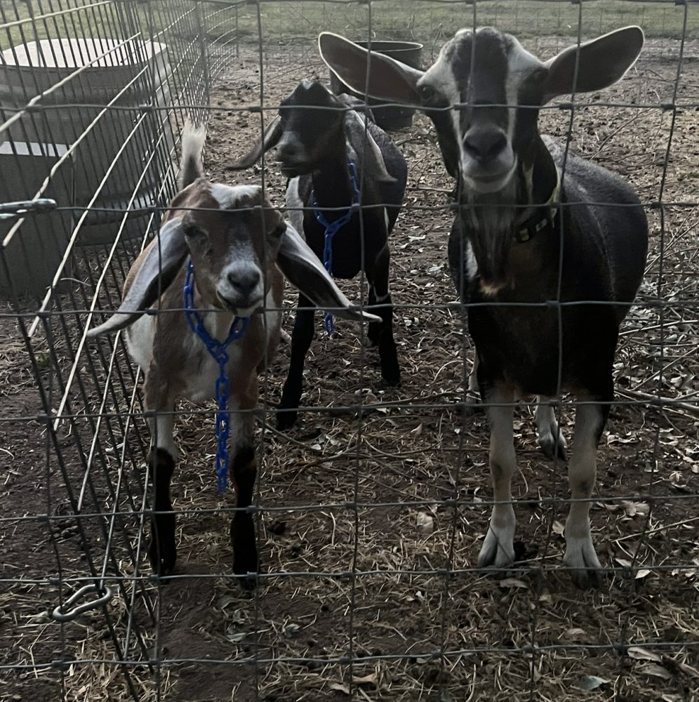 MINI NUBIAN BUCKS