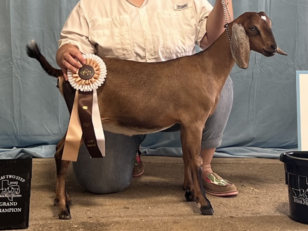 Junior Champion Doe MDGA Jupiter